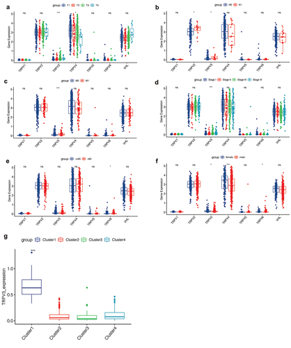 Figure 6. Correlation analysis of clinical features. (a) The expression levels of TRPV3 and TRPV4 are significantly different in patients with different T stages. (b) The expression levels of TRPV2 and TRPV3 are significantly different in patients with different N stages. (c) The correlation between the TRPV family and the M stage, and the results show that only TRPV3 is significantly correlated with different M stages. (d) The correlation between the TRPV family and total stage, and the results showed that only TRPV3 was significantly correlated with different total stages. (e) The relationship between the TRPV family and age (with 65 years as the cutoff value). Only TRPV6 was significantly associated with the two age groups. (f) The relationship between the TRPV family and gender, and the results showed that TRPV3, TRPV4, and TRPV6 were correlated with different genders. (g) TRPV3 was significantly overexpressed in cluster 1. Therefore, TRPV3 can help define cluster 1.