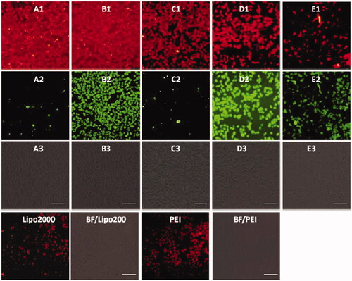 Figure 7. Fluorescence microscopy images of HeLa cells transfected with Cy5- labeled RNA (9 μg/mL) by MFCs 1a–1e at the concentration of 20 μM, 20 kD PEI and lipofectamine 2000 as positive control. (A1–E1) red channels, (A2–E2) green channels, (A3–E3) bright field images. The scale bar in the figure is 100 μm.