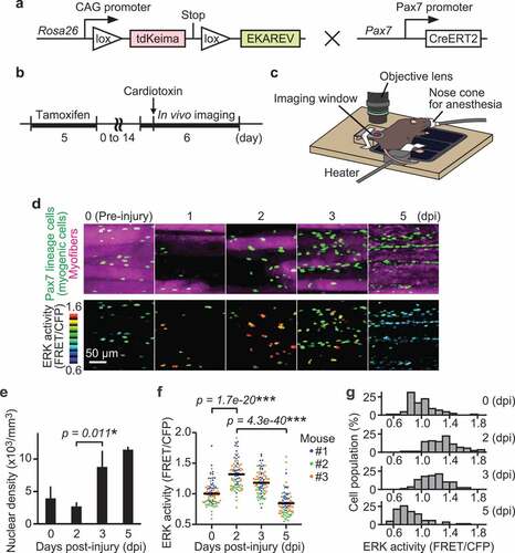 Figure 1. ERK is activated in myogenic cells during muscle regeneration. (a) Scheme of R26R-EKAREV/Pax7-CreERT2 mice. (b) Experimental scheme of Cre-mediated recombination and in vivo imaging of skeletal muscle regeneration. (c) Layout for the in vivo imaging system. The muscle under the imaging window was observed with a two-photon microscope repetitively. (d) Representative images of regenerating muscles expressing EKAREV and tdKeima at 0, 1, 2, 3, and 5 days post-injury (dpi). The nuclei of Pax7 lineage cells (satellite cell-derived myogenic cells) express EKAREV are shown in green, while the myofibers that existed before injury express tdKeima and are shown in magenta (top panels). Note that the nuclei of Pax7 lineage cells include the myonuclei of myotubes or myofibers at 5 dpi. Biceps femoris muscles were imaged at indicated time points; maximum intensity projection images of 30 µm z-stack with 2 µm intervals are shown. EKAREV-NLS was used to monitor ERK activity in the nucleus. ERK activity (FRET/CFP) images of myogenic cells shown in the intensity-modulated display (IMD) mode (bottom panels). (e) Averaged nuclear density of myogenic cells calculated from the z-stack images (bars, SDs; N = 3 mice for each day; *p < 0.05). (f and g) Bee swarm plot (f) and histogram (g) of ERK activity (FRET/CFP) in myogenic cells. Each color represents data from a single mouse in (f) (bars, averages; N = 3 mice for each day; ***p < 0.001)