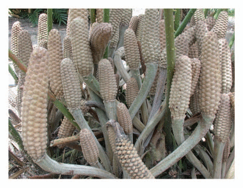 Figure 1 Zamia herrerae male plants represent the list of cycad species that produce a copious display of male cones in synchrony.