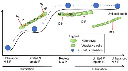 Figure 2. Transitions of physiological processes under different nutrient ratios and availability for Raphidiopsis raciborskii. DIN = dissolved inorganic nitrogen; DIP = dissolved inorganic phosphorus; DOP = dissolved organic phosphorus.