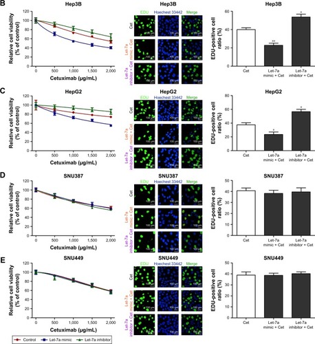 Figure 1 Let-7a can enhance the sensitivity of HCC cells with epithelial phenotypes to cetuximab.