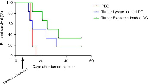 Fig. 3.  Kaplan Meier survival curve of mesothelioma bearing mice treated with tumour exosome loaded DC or tumour lysate loaded DC. Dendritic cell injection was administered 7 days after tumour injection.