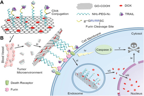 Figure 2 Scheme of TRAIL/DOX-fGO nanoplatform. (A) Main components of TRAIL/DOX-fGO, and (B) Step by step activity of TRAIL/DOX-fGO, from vessel administration to drug release in the cell nucleus.Note: Copyright ©2015. John Wiley and Sons. Reproduced from Jiang T, Sun W, Zhu Q, et al. Furin‐Mediated Sequential Delivery of Anticancer Cytokine and Small‐Molecule Drug Shuttled by Graphene. Advanced Materials. 2015; 27 (6):1021–1028.Citation63
