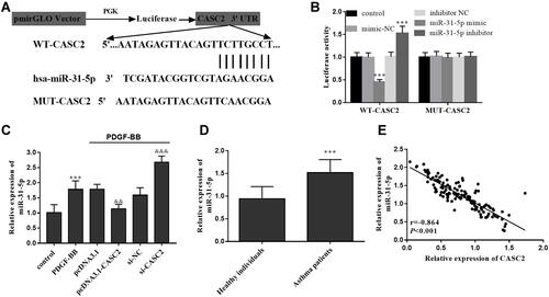 Figure 5 LncRNA CASC2 serves as a ceRNA of miR-31-5p. (A) Targeting relationship between CASC2 and miR-31-5p. (B) Luciferase activity of cells under different treatment. (C) Relative miR-31-5p levels in different cell groups. (D) Serum miR-31-5p levels in clinical serum samples. (E) Serum CASC2 showed a negative correlation with miR-31-5p levels in all study subjects. ***P < 0.001 when compared with the control group; &&P < 0.01, &&&P < 0.001 when compared with PDGF-BB group.