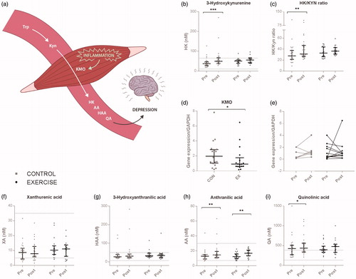 Figure 3. Change in plasma levels of the metabolites in the Kyn-NAD pathway. (a) Schematic representation of tryptophan metabolism through the Kyn-NAD pathway. (b) Plasma level of HK at pre- and post-intervention. (c) The ratio of HK/Kyn in the two groups from pre- to post-intervention. (d) Expression of kynurenine 3-monooxygenase (KMO) in muscle biopsies from the two groups at post-intervention. (e) Expression of KMO in paired muscle biopsies at pre- and post-intervention from the exercise (EX) and the control (CON) group, respectively. (f–i) Plasma levels at pre- and post-intervention of Xanthurenic acid (XA), 3-Hydroxyanthranilic acid (HAA), Anthranilic acid (AA) and Quinolinic acid (QA), respectively. Dotted horizontal lines represent the reference levels. Data are presented as median values ± IQR, and statistical significance was tested by paired non-parametric Wilcoxon signed-rank test. *p < 0.05, **p < 0.01, ***p < 0.001.