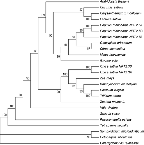 Figure 2. Phylogenetic analysis of NRT2.5 proteins. The amino acid sequences were aligned using ClustalW software and the phylogeny constructed using the neighbor-joining method with 1000 replicates through MEGA5 software. Database accession numbers of the amino acid sequences are as follows: Arabidopsis thaliana (OAP19210.1), Symbiodinium microadriaticum (OLQ11495.1), Ectocarpus siliculosus (CBJ31724.1), Physcomitrella patens (BAE45929.1), Chlamydomonas reinhardtii (AME17970.1), Hordeum vulgare (KAE8819762.1), Malus hupehensis (ACN22073.1), Tetrabaena socialis (PNH10816.1), Chrysanthemum ×morifolium (AMR68973.1), Gossypium arboretum (KHG03895.1), Suaeda salsa, Zostera marina L. (KMZ59016), Oryza sativa (OsNRT2.3a (sp|Q94JG1-1), OsNRT2.3b (sp|Q94JG1-2)), Lactuca sativa (XP_023762233.1), Triticum urartu (EMS50263.1), Glycine soja (KHN08612.1), Zea mays (AQK97719.1), Gossypium arboretum (XP_017636365.1), Citrus clementine (XP_024042199.1), Populus trichocarpa (A (XP_024437706.1) B (XP_002321622.2) C (XP_002321624.2)), Cucumis sativus (NP_001295862.1), Brachypodium distachyon (XP_003569637)