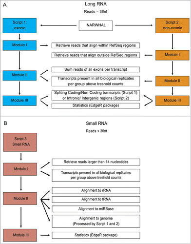 Figure 2. Schematic of the Total RNA Analysis Pipeline, TRAP, for analysis of sequencing datasets. (A). Modules for long RNA analysis, script 1 for RefSeq annotated exonic transcripts and script 2 for RefSeq annotated non-exonic regions. (B). Modules for small RNA analysis, script 3 to align trimmed reads to first rRNA, then tRNA sequences and the microRNA database, miRBase version 19.