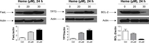 Figure 4 Heme-mediated induction of FASLG and TP73 and reduction of BCL-2 were verified by Western blot.