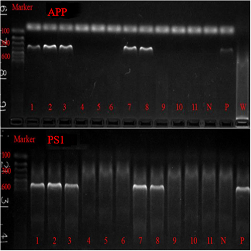 Figure 1 APP/PS1 PCR identification results. 1, 2, 3, 7, 8 were APP/PS1 double transgenic positive mice. 4, 5, 6, 9, 10 and 11 were wild control mice. N is negative control; P is positive control; W is the blank control.