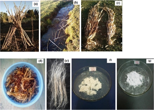 Figure 4. Doby fiber water retted extraction process (a) doby plant, (b & c) pre-retted stem and bark, respectively, (d) water retted bark fiber separation from amorphous parts, (e) fiber (f) alkali treated fibers, and (g) bleached cellulose.