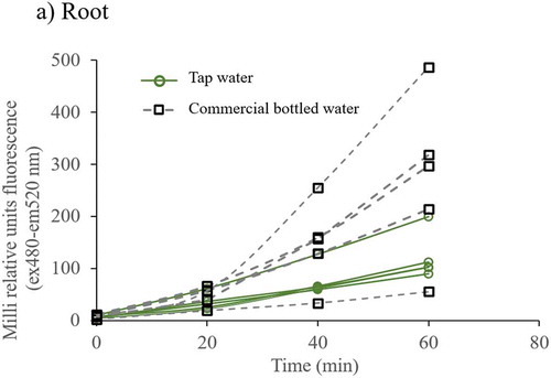 Figure 2. ROS fluorescence time series of cellular extracts of root, stem and leaf from plants irrigated with tap and commercial bottled water. Cellular extracts were loaded with 10 µM DHFC-DA and fluorescence (excitation at 485 nm and emission at 520 nm) was recorded every 20 min for 60 min. Differences in fluorescence were clearer at 60 min: a) ROS fluorescence data in cellular extracts of root, b) stem, and c) leaf. Each fluorescence data is the average of three lectures, and it was adjusted to total protein concentration. Each line represents the data of one plant