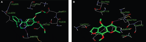 Figure 4.  Lead compound erlotinib (green colour) (A) and khellin 1 (B): the proposed binding mode of compounds (A) and (B) in the ATP binding site of EGFR resulting from docking Energy is −10.86 and −11.38 respectively. The most important amino acids are shown together with their respective numbers.