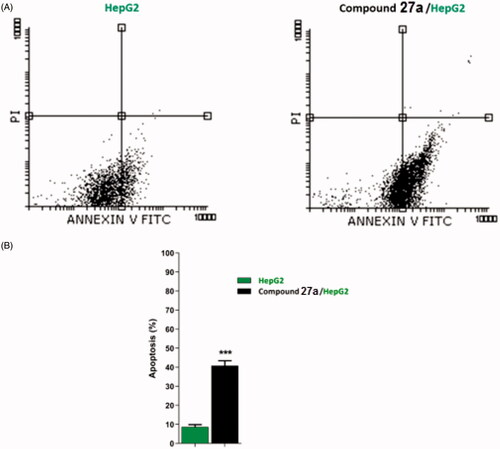 Figure 5. Flow cytometric analysis of apoptosis in HepG2 cells exposed to compound 27a.
