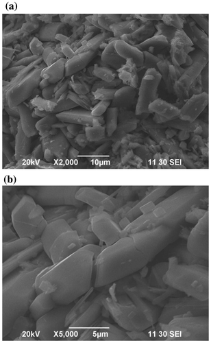 Figure 4. SEM images at different magnifications of the CoV2O6 sample.