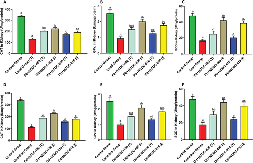 Figure 5. Antioxidant enzyme activity in kidney tissue of different Wistar rat groups: (A) catalase activity in Pb-treated groups (B) GPx activity in Pb-treated groups (C) SOD activity in Pb-treated groups (D) catalase activity in Cd-treated groups (E) GPx activity in Cd-treated groups (F) SOD activity in Cd-treated groups. Different letters on the bars indicate significant differences among groups with a p value <0.05.