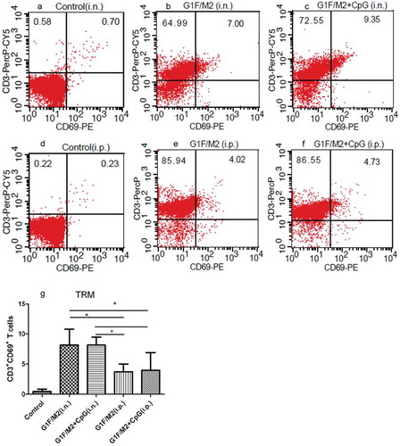 Figure 3. TRM cells in lungs of immunized mice. Mice were injected intravenously with anti-CD3-FITC. After 10 mins, lung cells were isolated and stained in vitro with anti-CD69-PE and anti-CD3-PerCP-Cy5. Stained cells were analyzed by using flow cytometry (BD). (a), (b), (c), (d), (e), and (f) represent pictures of TRM in lung cells. (g) The percent of TRM cells in total lung T cells. Results are presented as mean ± SD of five mice per group. *P < 0.05 represents significant difference.