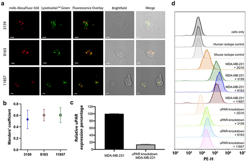 Figure 6. (a) Lead antibodies were internalized by MDA-MB-231 cells and colocalized with lysosomes. Scale bars = 10 µm. (b) Fluorescent signal overlap between antibodies and lysosomes is represented quantitatively using the manders’ coefficient. A high degree of overlap is observed for all lead antibodies, suggesting active lysosomal uptake. (c) Quantification of relative uPAR expression in MDA-MB-231 and uPAR-knockdown MDA-MB-231 cells from the immunoblot result. (d) On-target binding of uPAR on MDA-MB-231 and uPAR-knockdown MDA-MB-231 cells by flow cytometry.