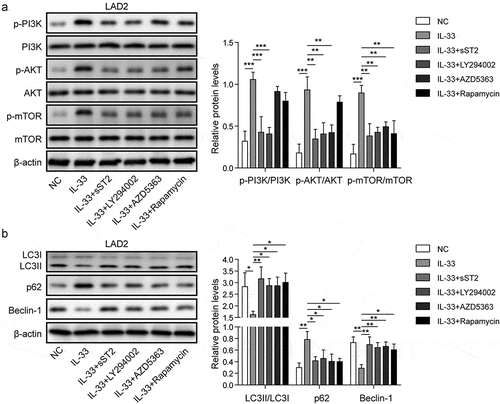 Figure 3. IL-33/ST2 pathway regulated autophagy through PI3K/mTOR pathway in mast cells. (a) Levels of p-PI3K, p-Akt, and p-mTOR were increased in IL-33-treated LAD2 cells, which was selectively inhibited by sST2 (IL-33/sST2 blocker), LY294002 (PI3K inhibitor), AZD5363 (Akt inhibitor), or rapamycin (mTOR inhibitor). (b) IL-33 treatment inhibited expression of LC3-I/II and Beclin-1 and promoted expression of p62, which were reversed by treatment of selective inhibitors on ST2, PI3 K, Akt, or mTOR.*P < 0.05; ** P < 0.01; ***P < 0.001