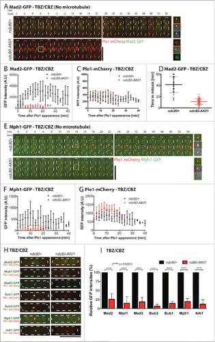 Figure 3. The ndc80-AK01 mutant fails to recruit SAC components to the kinetochore under mitotic arrest condition. A.-H. Exponentially growing cells (4 × 106 cells/ml) were cultured in YE5S with 50 μg/ml TBZ and 60 μg/ml of CBZ. After 30 min, live samples were placed on lectin-coated dishes and imaged for further 60 min. Imaging started after 30 minutes. Representative images of ndc80+ and ndc80-AK01 with Mad2-GFP and Plo1-mCherry (A), Mph1 and Plo1-mCherry (E) and other SAC components (H) are shown. Quantification of signal intensities derived from Mad2-GFP (B), Mph1-GFP (F), Plo1-mCherry (C and G) and other GFP-tagged SAC components (I) are also indicated. The duration in mitosis (judged by localization of Plo1-mCherry at SPBs) was measured and quantified in D. n > 10 cells for B, C, F, and G and n > 30 cells for D. Scale bars, 10 µm.