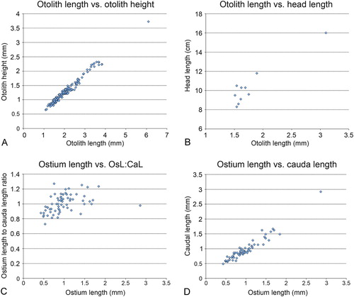 FIGURE 4. Scatter plots of various otolith measurements. Relationships between A, otolith length and otolith height; B, otolith length and head length; C, ostium length and the ratio of ostium length (OsL):caudal length (CaL); D, ostium length and cauda length.