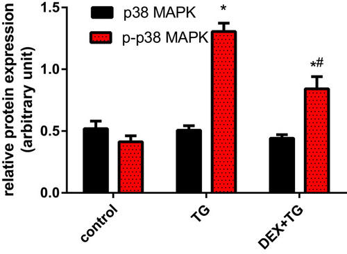 Figure 6 The protein expression of p38MAPK and p-p38MAPK in 3 separate groups was detected by Western blotting and is illustrated as the mean ± SD. *p < 0.05 vs the control group; #P<0.05 vs the TG group. DEX, dexmedetomidine; TG, thapsigargin; p38MAPK, p38 mitogen-activated protein kinase; p-p38MAPK, phosphorylated p38MAPK.