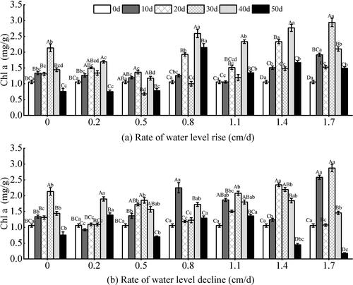 Figure 8. Effect of water level change on chlorophyll a (Chl a) of V. natans. Different capital letters indicate the difference between the same change rate and different test times, and different lowercase letters indicate the difference between the same test time and different change rates.