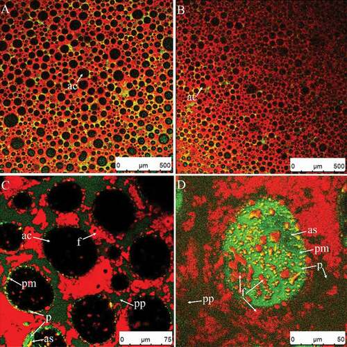 Figure 9. CSLM-micrographs of cream whipped for 30 s at low speed (950 rpm) then for 90 s (A) or 100 s (B–D) at high speed (1100 rpm). Red and green signals in plasma phase (pp) represent fat (f) and protein (p), respectively. Black or green circled areas are the center (ac) or surface (as) of air bubbles, respectively; green circles and area signals indicate protein membranes (pm).