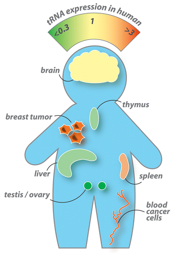 Figure 4. Differential tRNA expression in seven different human tissues measured by tRNA microarrays. Tumor cells generally express higher levels of nuclear encoded tRNA than every tissue examined.