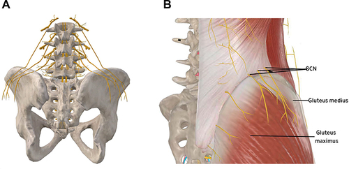 Figure 1 (A) Schematic diagram of SCN origin and anatomy. The figure is a modified excerpt from 3Dbody, with permission from 3Dbody (Shanghai) Digital Technology Co., Ltd (www.3Dbody.com). (B) Distribution and alignment of SCN.The figure is a modified excerpt from 3Dbody, with permission from 3Dbody (Shanghai) Digital Technology Co., Ltd (www.3Dbody.com).