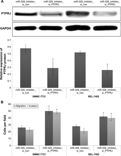 Figure 4 Loss of PTPRJ attenuates the inhibitory effects of knockdown miR-328 on migration and invasion of hepatocellular carcinoma (HCC) cells.