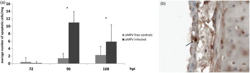 Figure 3. Average number of apoptotic cells per tracheal organ culture after aMPV infection. (a) Mean number of apoptotic cells in aMPV-infected chicken TOC (Experiment 2 as a representative experiment). n = 5/timepoint/group. hpi = hours post infection. Error bars indicate standard deviation. Asterisks indicate significant differences between controls and infected TOC per timepoint (P < 0.05 student's t-Test). (b) Detection of apoptotic cells (TUNEL assay), arrow indicates an example of an apoptotic epithelial cell of an aMPV-infected chicken TOC.