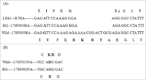 Figure 1. Modified sequence in HA and NA of reassortant viruses. (A) HA cleavage site sequence. LAPI–HA7: consensus sequence of low pathogenic avain influenza viruses H7 (reference to the sequence in NCBI gene bank, Accession Number: APR73185, AJU15335, AKI82233, APW83929, AHL21384, AJE61993, ANH96462, ALR82230, AJU15321, APW83918); RG-17SF003HA: sequence of (6+2) reassortant H7N9 virus by reverse technology with deletion of KRTA; Wild-17SF003HA: sequence of wild-type virus A/Guangdong/17SF003/2016; ↓: proteolytic cleavage site. (B) Part of amino acid sequence associated with resistance to neuraminidase inhibitors (N2 numbering: 291–293 position). Wild—17SF003NA: wild-type 17SF003 virus containing NA-292K/R; RG-17SF003NA: (6+2) reassortant 17SF003 virus containing NA-292R. Change sequences were in bold.