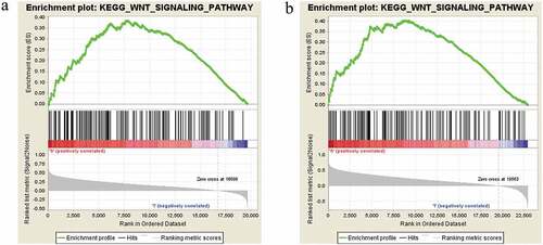 Figure 11. Enrichment plots from GSEA. (a) CDC42 expression positively correlated with the Wnt signaling pathway in the TCGA dataset. (b) CDC42 expression positively correlated with the Wnt signaling pathway in the ICGC dataset