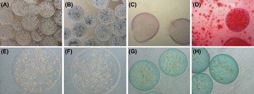 Figure 7. Differentiation potential of microencapsulated FIX-engineered CB MSCs. (A–D) Osteogenic differentiation analysis, (A) unstained in basal medium, (B) unstained in osteogenic medium, stained with Alizarin Red in basal (C) and osteogenic medium (D); (E, F) Adipogenic differentiation analysis, stained with Oil Red-O in basal (E) and adipogenic medium (F); (G, H) Chondrogenic differentiation analysis, stained with Alcian Blue in basal (G) and chondrogenic medium (H).