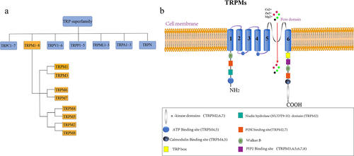 Figure 1. Members and general structure of the TRPM channels.