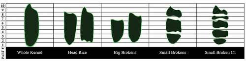 Figure 1. Parts of rice kernels mean each part of the whole kernel that is divided lengthwise into 10 equal parts. Categorized into five subgroups, namely whole grain rice, head rice, big broken rice, small broken rice, and small broken C1.[Citation9]