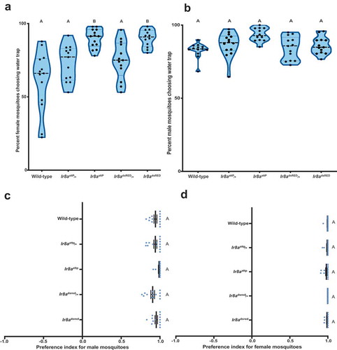 Figure 2. Ir8a mutant female mosquitoes are more attracted to water (a) Response of female mosquitoes and (b) male mosquitoes to water over a period of 15 hours. Genotypes varied in their response to water. Females (one-way ANOVA, p <0.0001 n = 12–14). Males (one-way ANOVA p =0.0023, n = 12–14). (c) Figure showing female (one-way ANOVA, p = 0.213, n = 12–14) and (d) male mosquitoes’ preference toward water source (one-way ANOVA, p = 0.055, n = 12–14). Genotypes marked with different letters are significantly different by post hoc Tukey’s HSD test. On the violin plot, the central line represents the median. The shape of the kernel represents the density of the population. Wider sections of the violin plot represent a higher probability that members of the population will fall within the section.