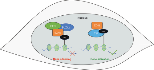 Figure 2. Canonical (left) and non-canonical (right) EZH2 mechanisms of action.The canonical mechanism of action of EZH2 involves gene silencing via H3K27 tri-methylation. In this case, EZH2 acts as the catalytic subunit of polycomb repressive complex 2 (which includes SUZ12 and EED). Emerging evidence indicates that EZH2 can also act via PRC2-independent mechanisms. These noncanonical mechanisms of action include the methylation and activation of some transcription factors.