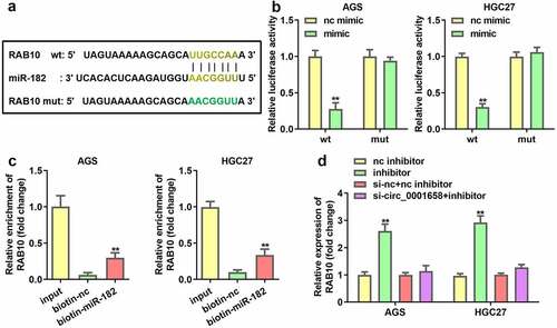 Figure 5. RAB10 was target gene of miR-182. (a) Binding sites between miR-182 and RAB10 predicted by bioinformatics analysis. (b) Luciferase activity of AGS and HGC27 cells co-transfected with miR-182 mimic and wild-type or mutation type RAB10. (c) Enriched RAB10 levels of biotinylated miR-182 group and control group. (d) The expression of RAB10 was determined by using RT-qPCR. **P < 0.01, compared with nc mimic, biotin-nc, and nc inhibitor group.