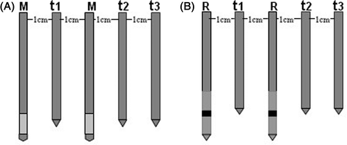Figure 3. Schematic drawings demonstrating the positions of the temperature sensors. T1, T2, T3 denote the temperature at location t1, t2, t3, respectively. (A) M denotes two microwave antennae, (B) R denotes two RF applicators.