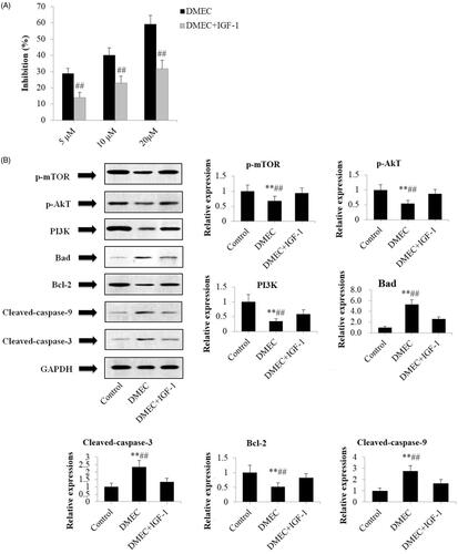 Figure 7. Pretreatment with IGF-1 decreased DMEC mediated apoptosis in U266 cells. (A) CCK-8 assay. U266 cells were treated with IGF-1 (100 ng/mL) for 1 h, followed by co-culture with DMEC (5, 10, and 20 μM) for 24 h. Subsequently, CCK-8 assay was used to determine the cell proliferation inhibition rate (n = 4). (B) Western blotting analysis. U266 cells were treated with IGF-1 (100 ng/mL) for 1 h, followed by co-culture with DMEC at 20 μM for 24 h. Protein expression levels were determined by western blotting analysis with the antibodies against p-mTOR, p-Akt, PI3K, Bad, Bcl-2, C-3 and C-9. Data are presented as the mean ± standard deviation (n = 4). **p < 0.01 vs. control group; ##p < 0.01 vs. DMEC + IGF-1 group.