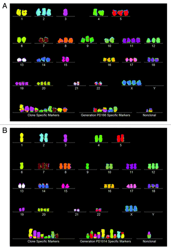 Figure 6. Two individual karyotypes of the cen3tel clone PD166 at its origin (A) and after 848 generations of unselected growth in culture at PD1014 (B). About 64% of the chromosomes of the two karyotypes share PD166-specific copy numbers or are common markers (Table 4 and Fig. 5). The two karyotypes differ in generation-specific and cell-specific chromosomal copy numbers and markers [labeled in (A and B)] that could only be distinguished as such by the statistical analyses of the karyotype arrays shown in Figure 5.