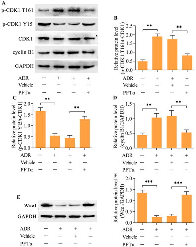 Figure 5. p53 mediates the Wee1/CDK1/cyclin B1 axis. (A-D) The effect of p53 inhibition on CDK1, p-CDK1 (T161), p-CDK1 (Y15) and cyclin B1 levels in ADR-treated podocytes was detected by Western blotting. (E, F) The effect of p53 inhibition on Wee1 levels in ADR-stimulated podocytes was monitored by Western blotting. n = 3, **p < 0.01 and ***p < 0.001.