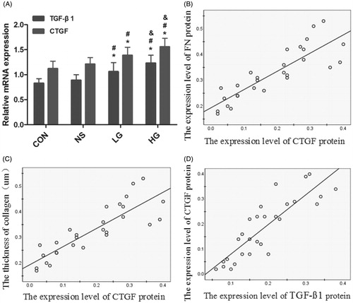 Figure 5. The quantitative of CTGF, TGF-β1, and FN proteins by Immunohistochemical methods. (A) The levels of CTGF, TGF-β1, and FN proteins. (B--D) The liner correlation analysis between the levels of CTGF, TGF-β1, and FN proteins and the collagen thickness. The correlation coefficients were 0.741 (r = 0.734, p = 0.000), 0.734 (r = 0.727, p = 0.000), and 0.727(r = 0.741, p = 0.000), respectively. Data presented as mean ± SD. *Denotes p < 0.05 versus the control group. #Denotes p < 0.05 versus the NS group. &Denotes p < 0.05 versus the LG group.