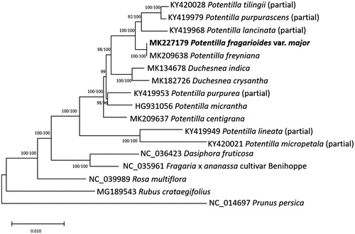 Figure 1. Neighbor joining (bootstrap repeat is 10,000) and maximum likelihood (bootstrap repeat is 1,000) phylogenetic trees of seventeen Rosaceae partial or complete chloroplast genomes: Potentilla stolonifera (MK227179, in this study), Potentilla freyniana (MK209638), Potentilla centigrana (MK209637), Duchesnea chrysantha (MK182726), Duchesnea indica (MK134678), Potentilla tilingii (KY420028; partial genome), Potentilla lancinata (KY419968; partial genome), Potentilla purpurea (KY419953; partial genome), Potentila purpurascens (KY419979; partial genome), Potentilla micropetala (KY420021; partial genome), Potentilla micrantha (HG931056), Potentilla lineata (KY419949; partial genome), Dasiphora fruticosa (NC_036423), Fragaria x ananassa cultivar Benihoppe (NC_035961), Rubus crataegifolius (MG189543), Rosa multiflora (NC_039989), and Prunus persica (NC_014697). The numbers above branches indicate bootstrap support values of maximum likelihood and neighbor joining phylogenetic trees, respectively.