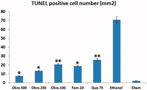 Figure 3. TUNEL positive cells distribution. TUNEL positive cell counts was higher in the ethanol group, but decreased significantly in the treatment group. *: p < 0.001; Compared with ethanol group; **: p < 0.05 Compared with ethanol group. One-way ANOVA and Tukey’s post test.