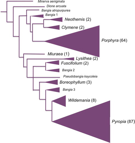 Fig. 4. Phylogeny of eight genera of bladed Bangiales. Triangles represent relative number of species (numbers in parentheses) in each genus. Filamentous (Bangia) forms shown in small font. All clades shown have >75%/0.9 maximum likelihood/Bayesian support. Outgroups have been trimmed off. Sources: Phylogenetic tree is simplified from Sánchez et al. (Citation2014); numbers of species derived from Guiry & Guiry (Citation2017) and Yang & Brodie (personal observations).