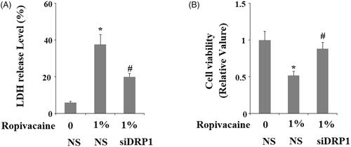 Figure 7. Silencing of DRP1 ameliorated ropivacaine-induced release of LDH and reduction of cell viability. Human SH-SY5Y neuronal cells were infected with DRP1 siRNA Ad-virus for 12 h, followed by treatment with 0.5% and 1% ropivacaine for 72 h. (A) LDH release; (B) Cell viability was determined by MTT assay (*, #, P < .01 vs. previous column group).