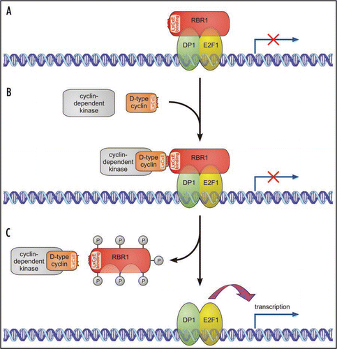 Figure 1 Simplified model for the activation of E2F1/DP1-specific target genes by phosphorylation of RBR1 in Volvox. (A) At inactive E2F1/DP1-specific target genes, the RB protein is found in a complex with the E2F1 transcription factor and its dimerization partner 1 (DP1), preventing E2F1/DP1 from activating transcription. (B) D-type cyclin is the regulatory subunit of a cyclin-dependent kinase/D-type cyclin holoenzyme. The D-type cyclin molecule has an LxCxE motif and binds to the LxCxE binding site of RBR1. (C) Hyperphosphorylation of RBR1 by the cyclin-dependent kinase/D-type cyclin holoenzyme results in the dissociation of RBR1 from the complex. The released E2F1/DP1 heterodimer promotes transcription of E2F1/DP1-specific target genes.